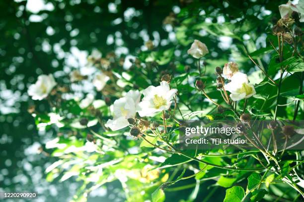 Sakishima Islands Photos and Premium High Res Pictures Getty Images