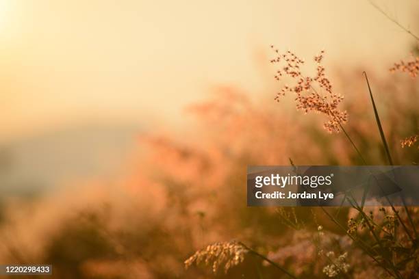 a picture of a golden field filled with sunlight - zonnenbloem stockfoto's en -beelden