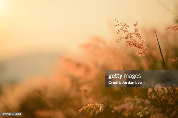 a picture of a golden field filled with sunlight - wildflower stock pictures, royalty-free photos & images