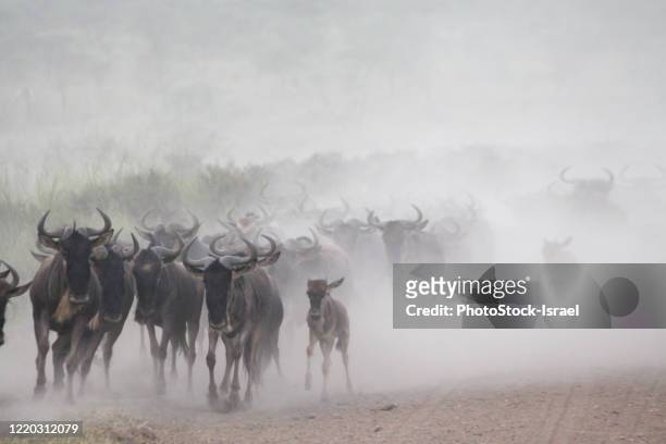 annual migration, serengeti, tanzania - zebra herd running stock pictures, royalty-free photos & images