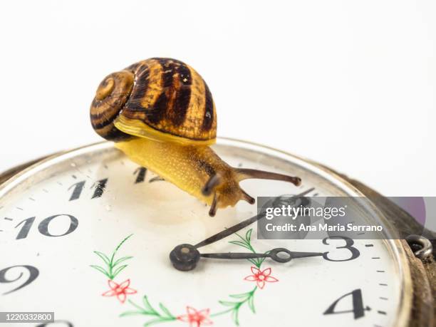 close up of snail in a pocket clock against white background - snail stockfoto's en -beelden