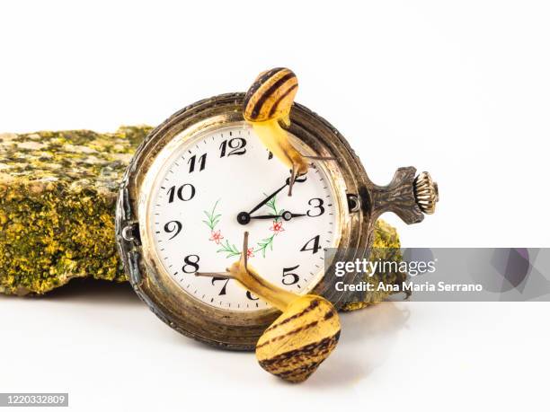 close up of snail in a pocket clock against white background - snail stockfoto's en -beelden