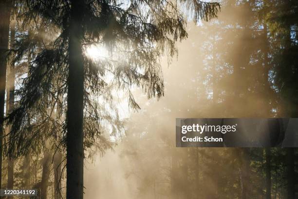 evening sun through a fir in the fog of spring - boreal forest stock pictures, royalty-free photos & images