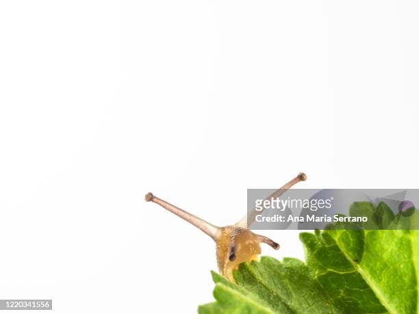 close up of garden snail (helix aspersa) on a green leaf - garden snail stock pictures, royalty-free photos & images