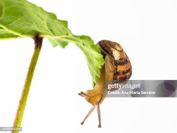 close up of garden snail (helix aspersa) on a green leaf - garden snail stock pictures, royalty-free photos & images