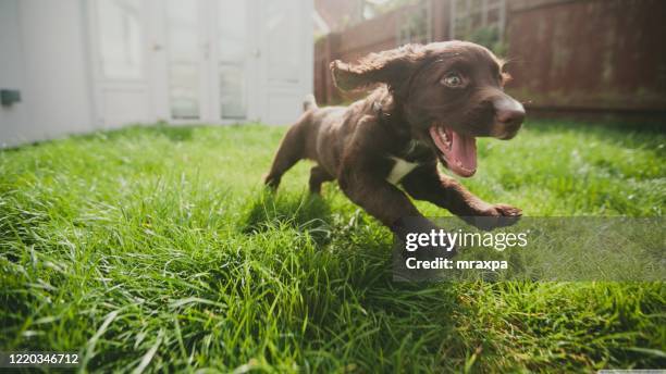 close-up of a puppy running in a garden, india - puppy running stock pictures, royalty-free photos & images