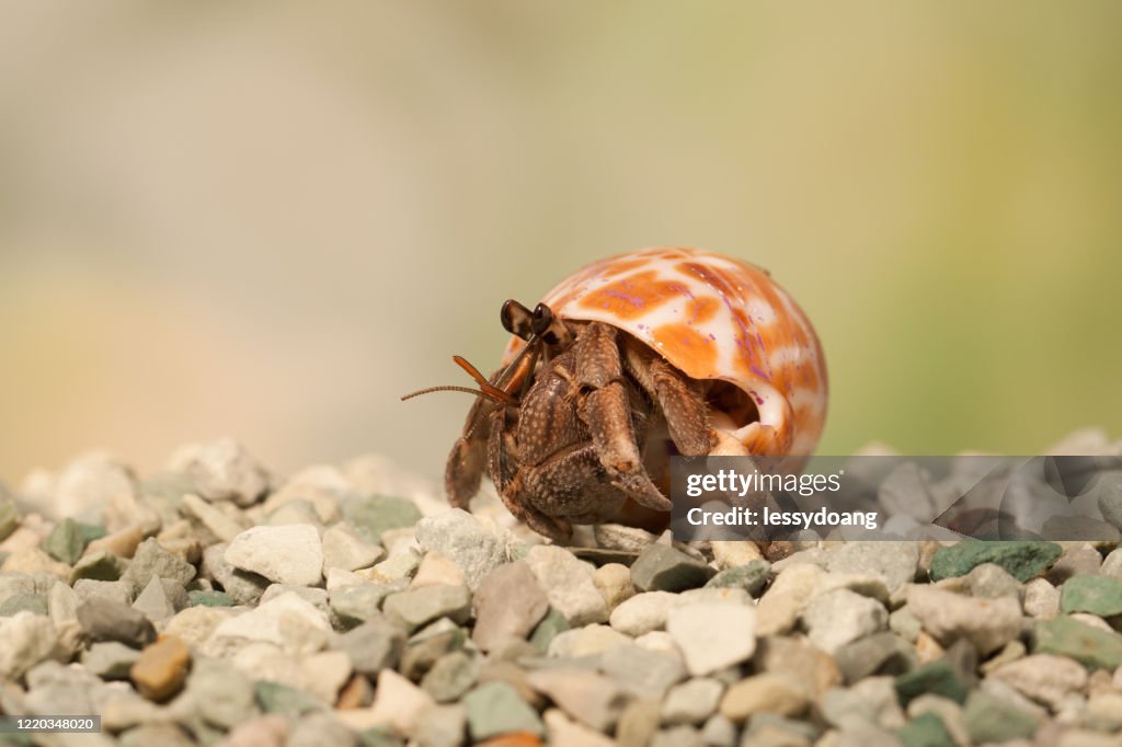 Close-up of a hermit crab on beach, Indonesia