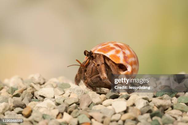 close-up of a hermit crab on beach, indonesia - hermit crab stock pictures, royalty-free photos & images