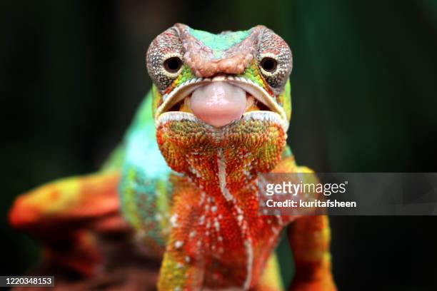 panther chameleon ready to strike, indonesia - lizard tongue stock pictures, royalty-free photos & images