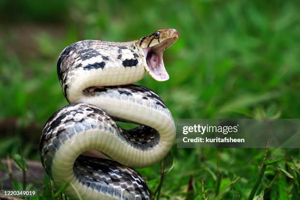 copper headed trinket snake ready to strike, indonesia - snake mouth open stock pictures, royalty-free photos & images