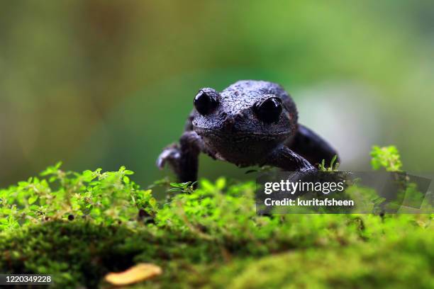 Toad Standing Rear Toad Standing Photos and Premium High Res Pictures - Getty Images