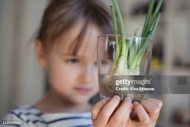 child holding a glass full of spring onions regrowing shoots from leftover roots - bosui stockfoto's en -beelden