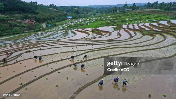 Aerial view of villagers planting rice seedlings on paddy fields at Minxing village on April 22, 2020 in Yibin, Sichuan Province of China.