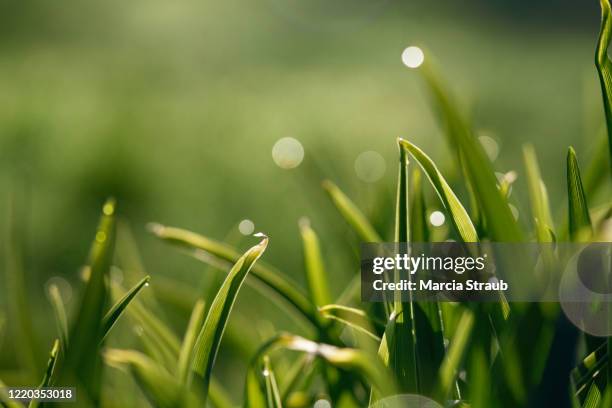 greenery dew and green grass - detalle de primer plano fotografías e imágenes de stock
