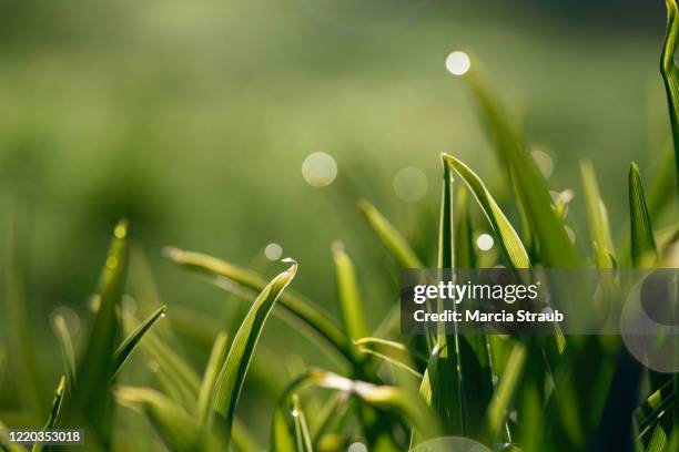 greenery dew and green grass - grass dew stock pictures, royalty-free photos & images