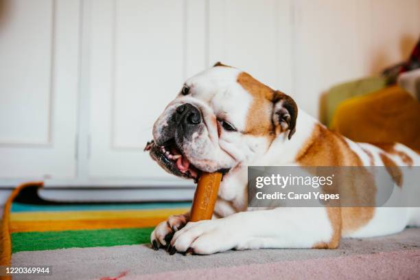 english bulldog chewing toy - kauen stock-fotos und bilder