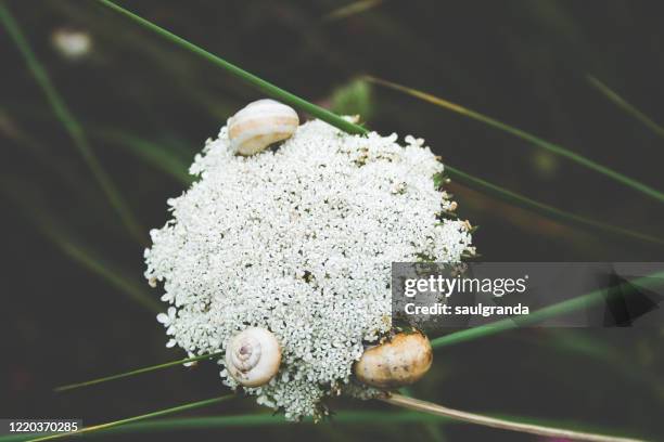 snails on a hemlock flower, conium maculatum - poison hemlock stock pictures, royalty-free photos & images