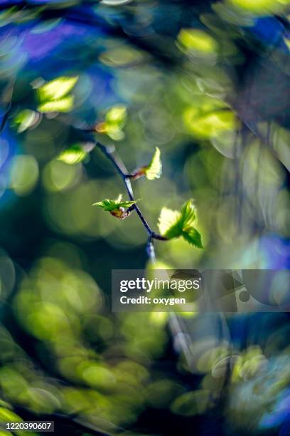 spring birch tree branches young green leaves foliage on blue bokeh background - birch leaf stock pictures, royalty-free photos & images