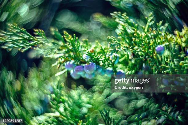 juniper blue berries on juniper green tree branches with bokeh - wacholderbeeren stock-fotos und bilder