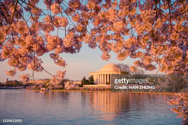 cherry blossom at tidal basin, washington dc - タイダルベイスン ストックフォトと画像