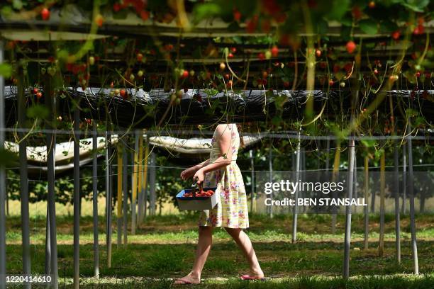 Member of the public picks strawberries at Lower Ladysden Farm in Kent, southeast England, on June 16, 2020. - Lower Ladysden Farm are allowing 'pick...