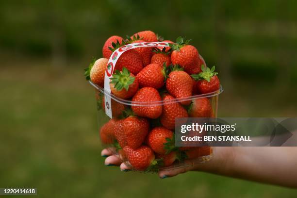 Punnet of strawberries is pictured as members of the public pick strawberries at Lower Ladysden Farm in Kent, southeast England, on June 16, 2020. -...