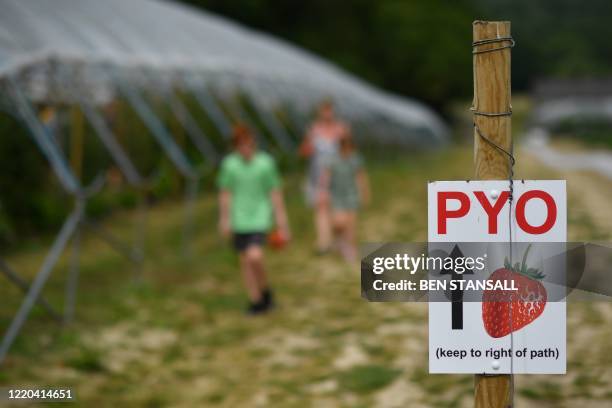 Members of the public pick strawberries at Lower Ladysden Farm in Kent, southeast England, on June 16, 2020. - Lower Ladysden Farm are allowing 'pick...