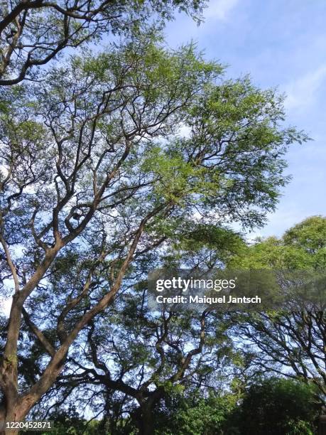 reserva ecológica costanera sur in buenos aires - argentina. - ecological reserve stock pictures, royalty-free photos & images