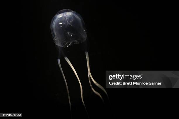 box jellyfish with black background - box jellyfish stock-fotos und bilder