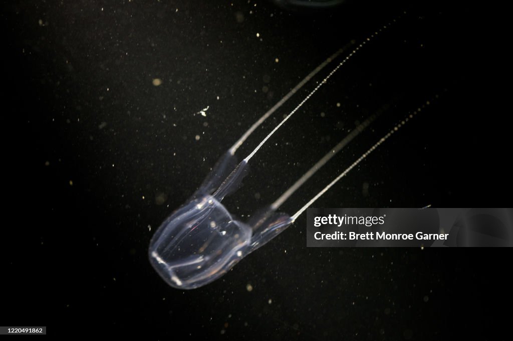 Box Jellyfish with black background