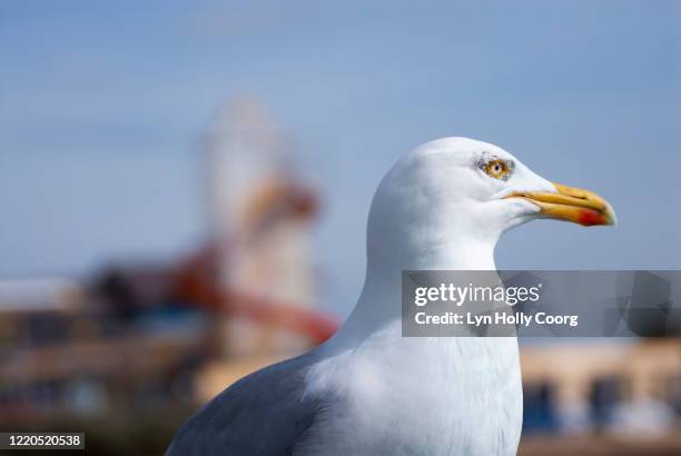 close up of seagull with heater skelter in background - lyn holly coorg stockfoto's en -beelden