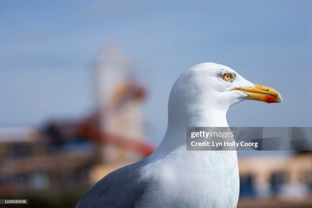 Close up of seagull with heater skelter in background