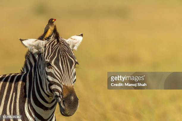 yellow-billed oxpecker on top of a zebra's head in masai mara - oxpecker stock pictures, royalty-free photos & images