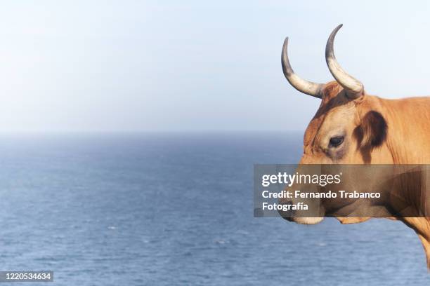 cow in front of the sea - gijón fotografías e imágenes de stock