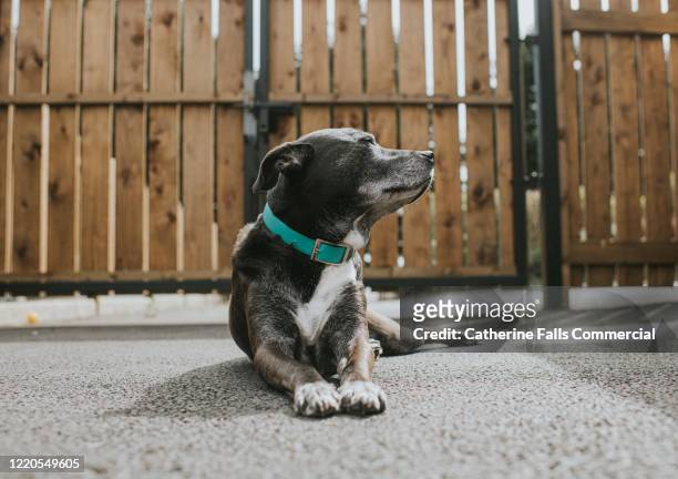 sunbathing dog - guarding stock-fotos und bilder
