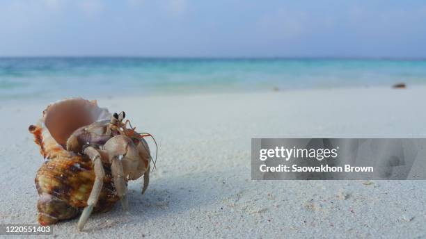 hermit crab walking on the beach on cloudy day in maldives, traveling concept - hermit crab stock pictures, royalty-free photos & images