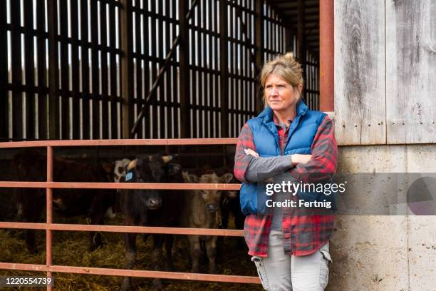 a female cattle farmer standing outside a barn with calves - concerned farmers stock pictures, royalty-free photos & images