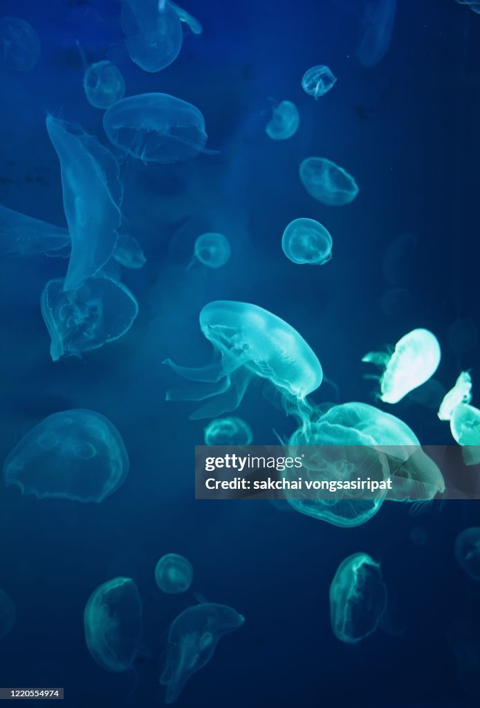 Close-up of Jellyfish in Aquarium