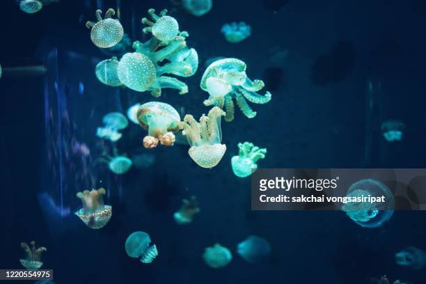 close-up of jellyfish in aquarium - phosphorescence stock-fotos und bilder