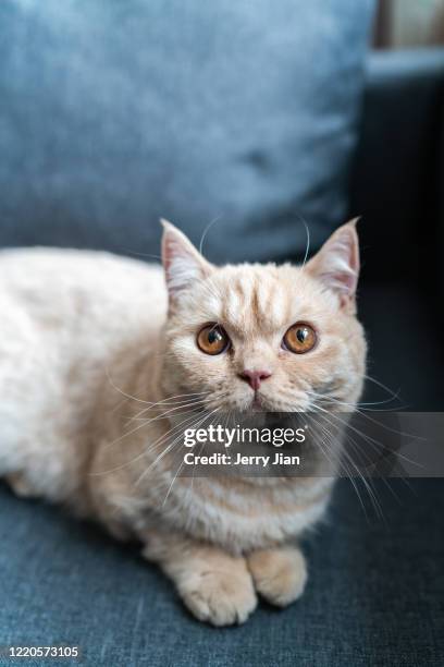 a mackeycan short-legged cat - munchkin kitten bildbanksfoton och bilder