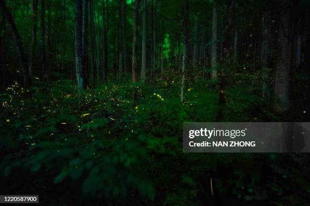 great smoky mountains synchronous fireflies - bioluminescence stock-fotos und bilder