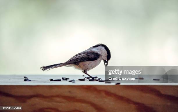 tit chickadee eating sunflower seeds on wood - bird seed stock pictures, royalty-free photos & images