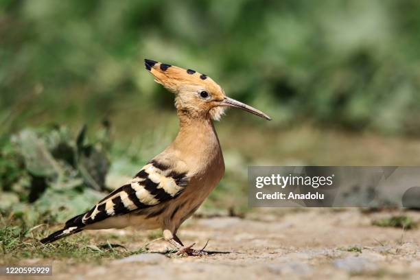 An Eurasian hoopoe, among the one of the most common birds in the basin, is seen on a field in Van Lake Basin on June 16 in Van, Turkey. The lake and...