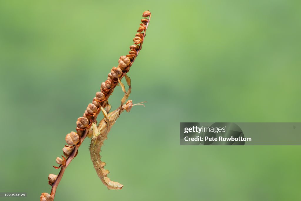 Mc Cleays Spectre Stick Insect on branch