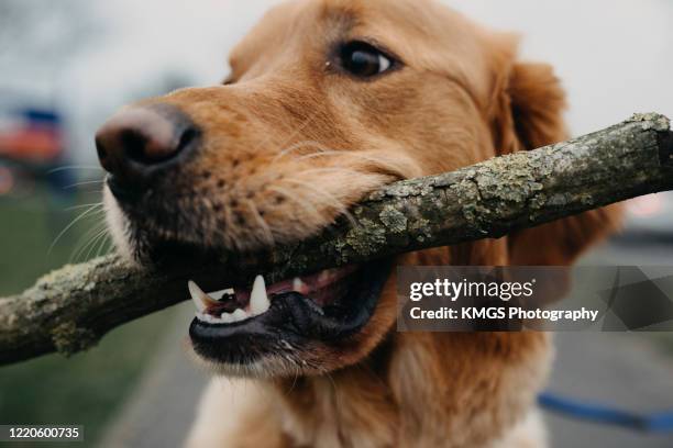 close up golden retriever with stick - stick fotografías e imágenes de stock