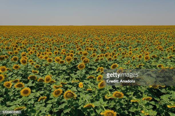 Drone photo shows an aerial view of sunflowers at the 55 thousands acres field affiliated to the Ministry of Agriculture and Forestry, General...