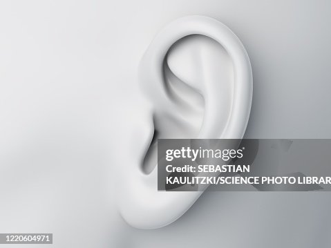 Female ear, illustration Female ear, illustration