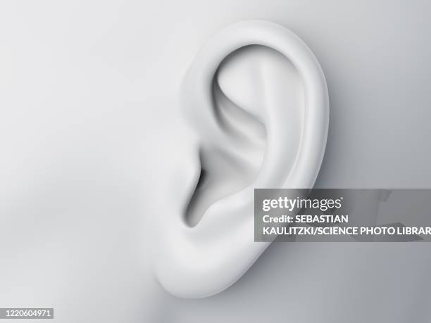 female ear, illustration - ear stock illustrations