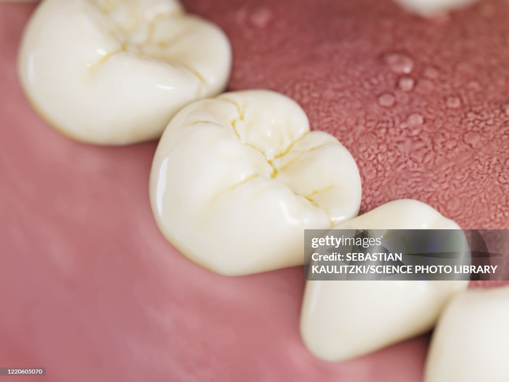 Human teeth, illustration