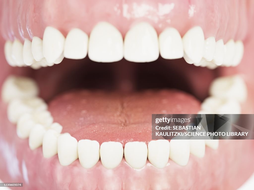 Human teeth, illustration